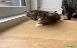 Egyptian Mau cats for sale: Egyptian mau kittens  - Image 6