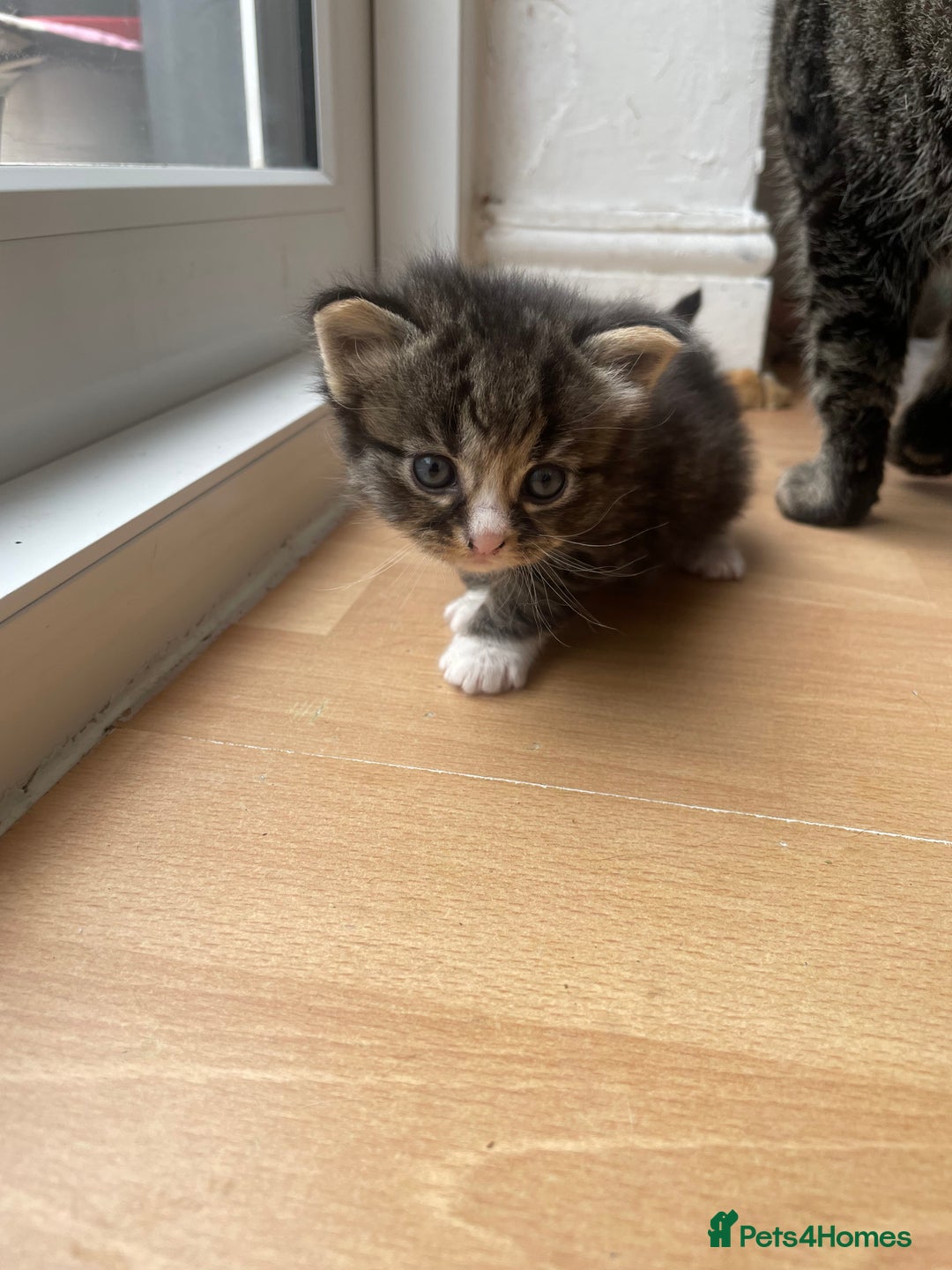 Egyptian Mau cats for sale: Egyptian mau kittens  - Image 6