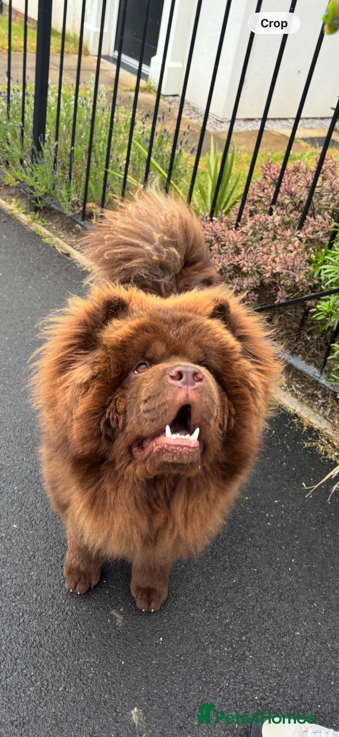Chow Chow dogs for stud: 🐾 CHOCOLATE CHOW CHOW – STUD AVAILABLE 🐾 in Leigh - Advert 2