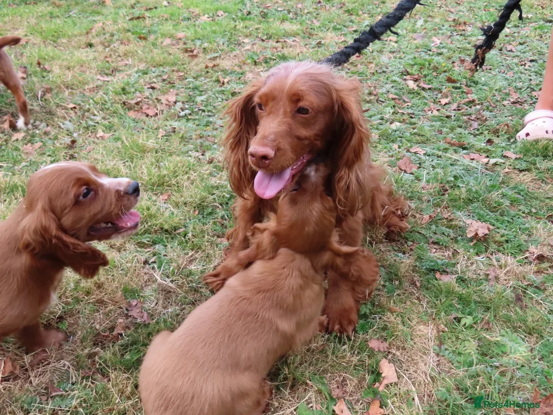 Cockalier dogs for sale: Ruby red cockalier puppies  - Advert 11