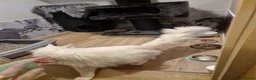 Maine Coon cats for sale: Pedigree mainecoon kittens  - Advert 2