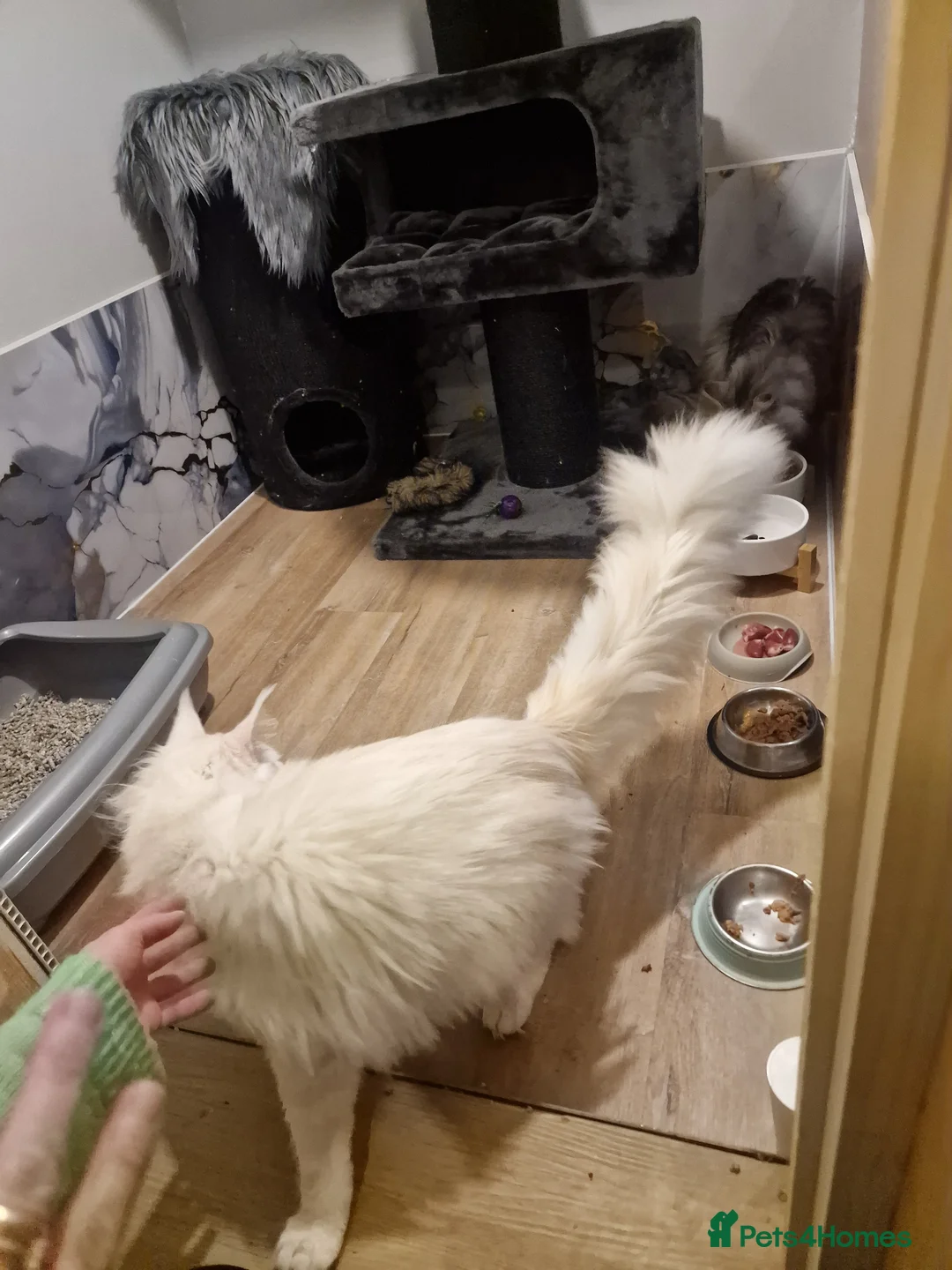 Maine Coon cats for sale: Pedigree mainecoon kittens  - Advert 2