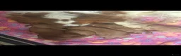 Cavapoo dogs for sale: Excessively dna health tested Cavapoo pups - Advert 30