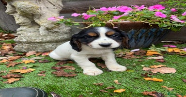 Sprocker dogs - Advert 11