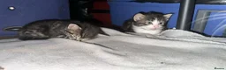Mixed Breed cats for sale: mixed tabby kittens - Advert 2