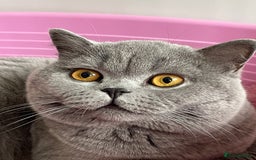 British Shorthair cats for sale:  British Blue kittens - Image 14
