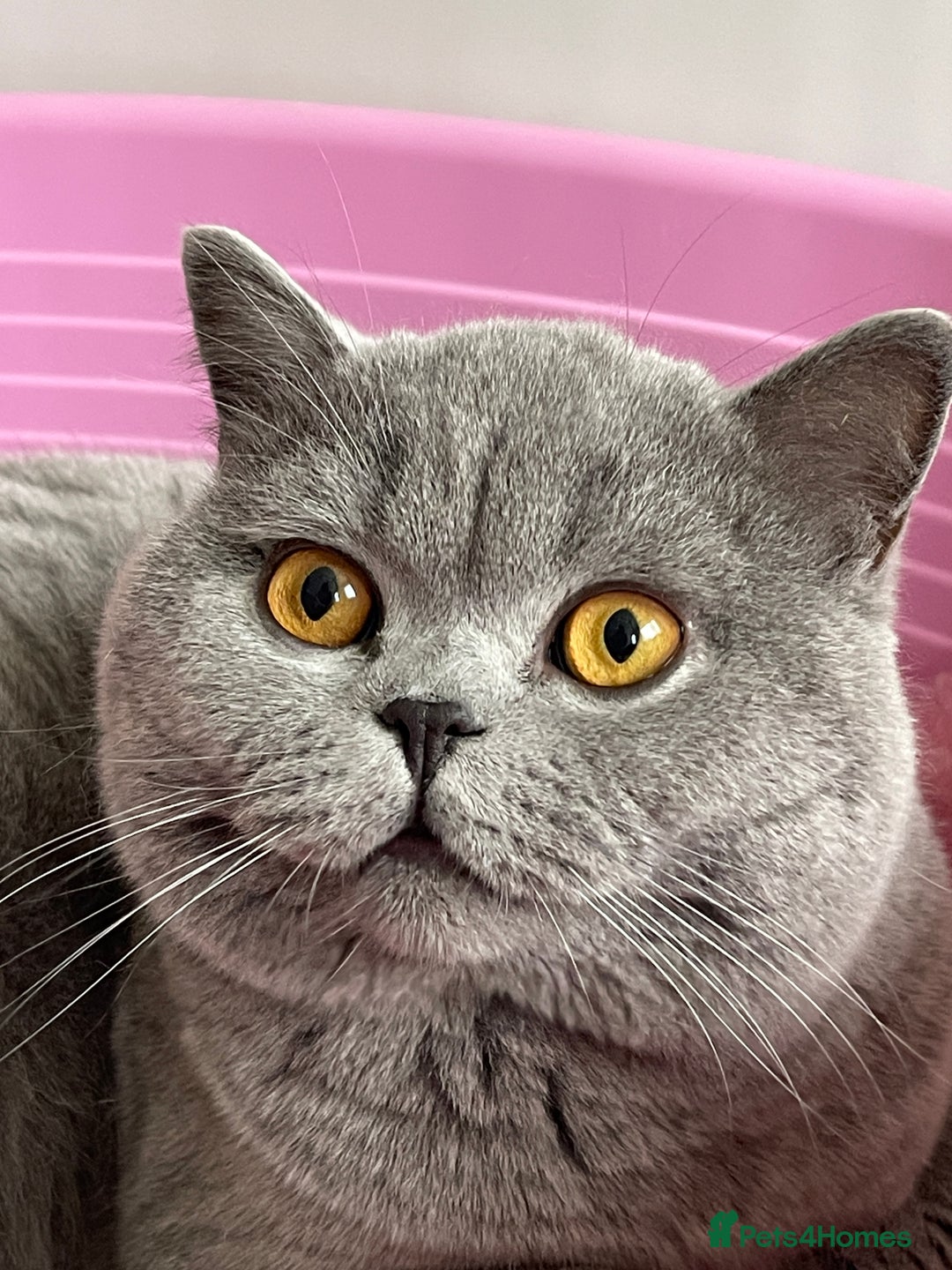 British Shorthair cats for sale:  British Blue kittens - Image 14