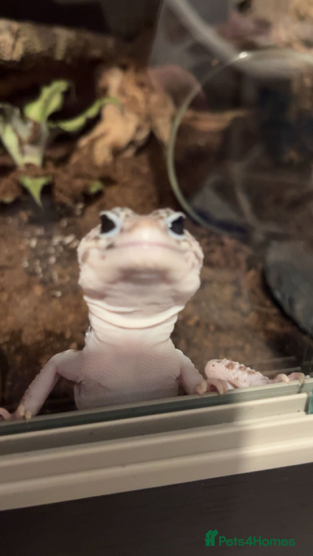 Leopard Gecko reptiles for sale: female leopard gecko - can come with viv and stand - Advert 3