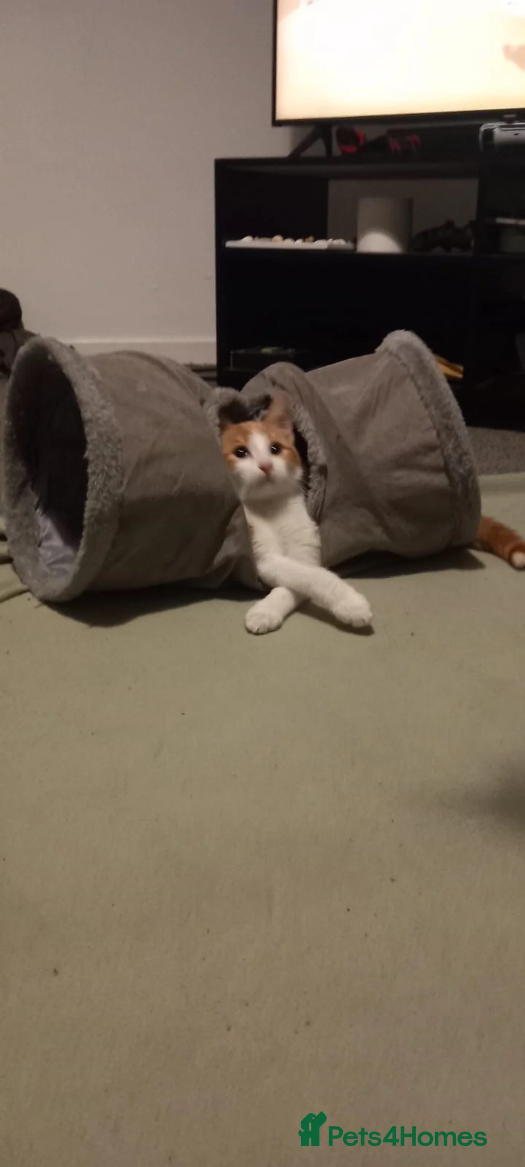 Mixed Breed cats for sale: 6 Month Old Kitten For Sale - Advert 6