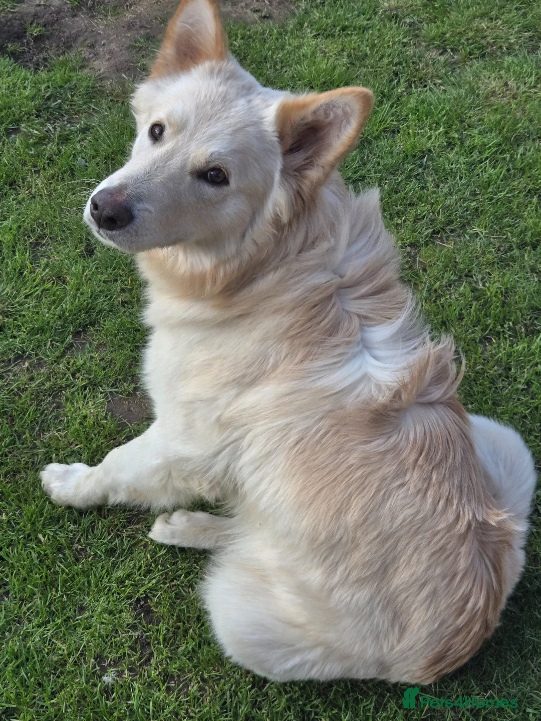 German Shepherd dogs for sale: Stunning champagne white male GSD - Advert 1