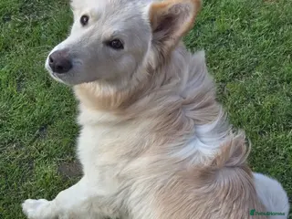 German Shepherd dogs Stunning champagne white male GSD - Advert 2