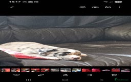 Mixed Breed dogs for sale: alapaha bull dog x  akita  - Image 15