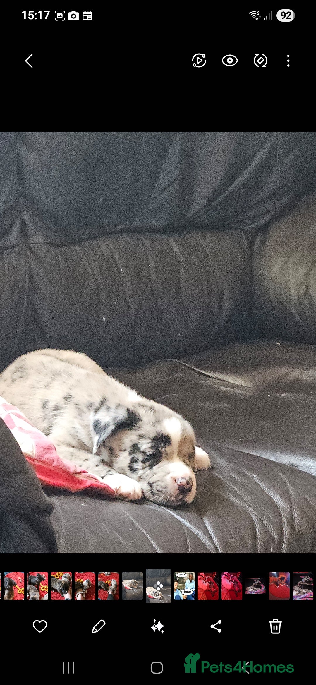 Mixed Breed dogs for sale: alapaha bull dog x  akita  - Image 15