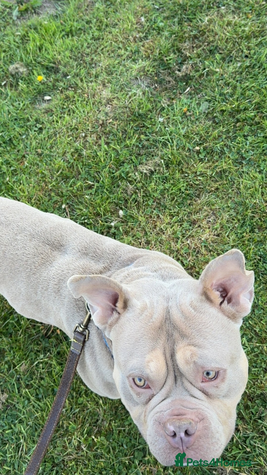 Mixed Breed dogs for sale: Male American bulldog pocket  - Advert 7