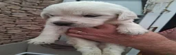 Golden Retriever dogs for sale: Stunning Golden Retriever Puppies  - Advert 18