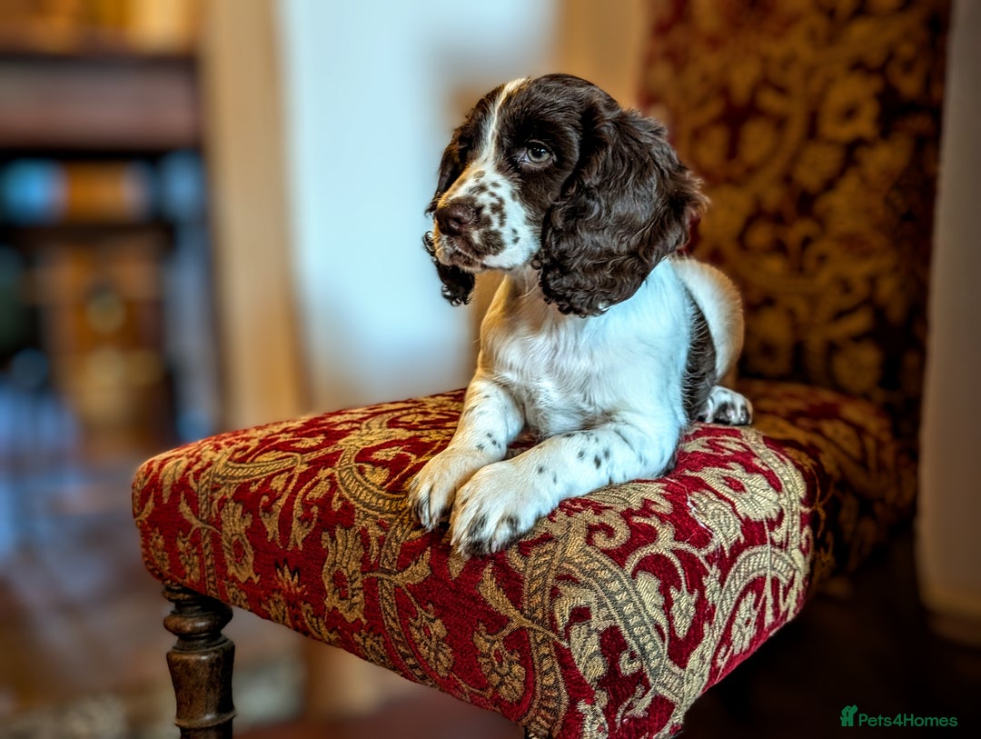Springer Spaniel Chihuahua And Cocker Spaniel Mix Dogs English