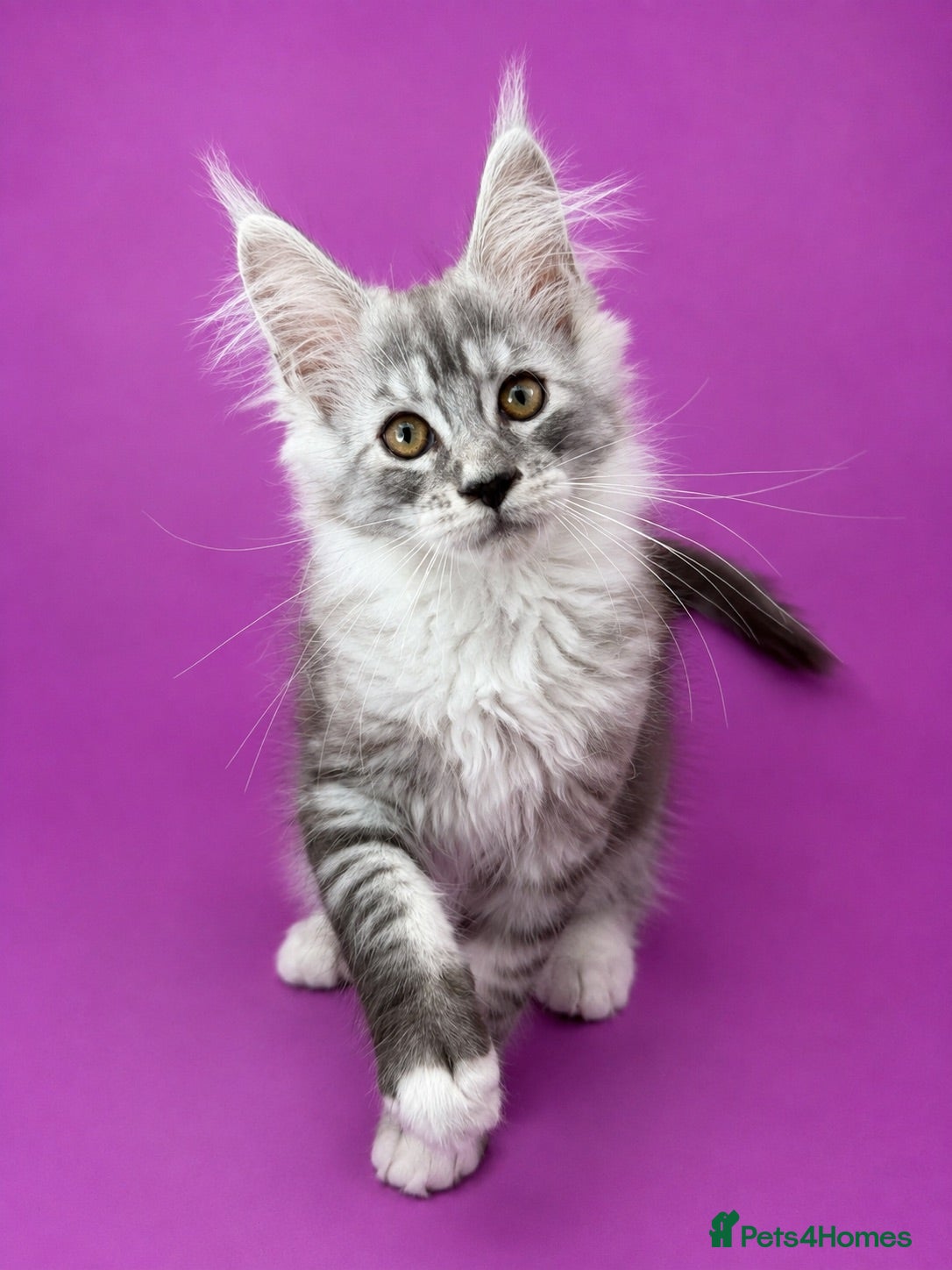 Maine Coon cats Maine Coon Kittens *READY* | DNA | TICA Red.  - Advert 18