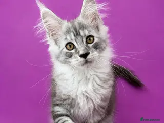 Maine Coon cats Maine Coon Kittens *READY* | DNA | TICA Red. - Advert 18