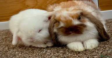 Mini Lop rabbits - Advert 8