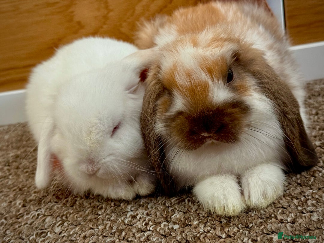 Mini Lop rabbits for sale: Mini lop babies - Image 1