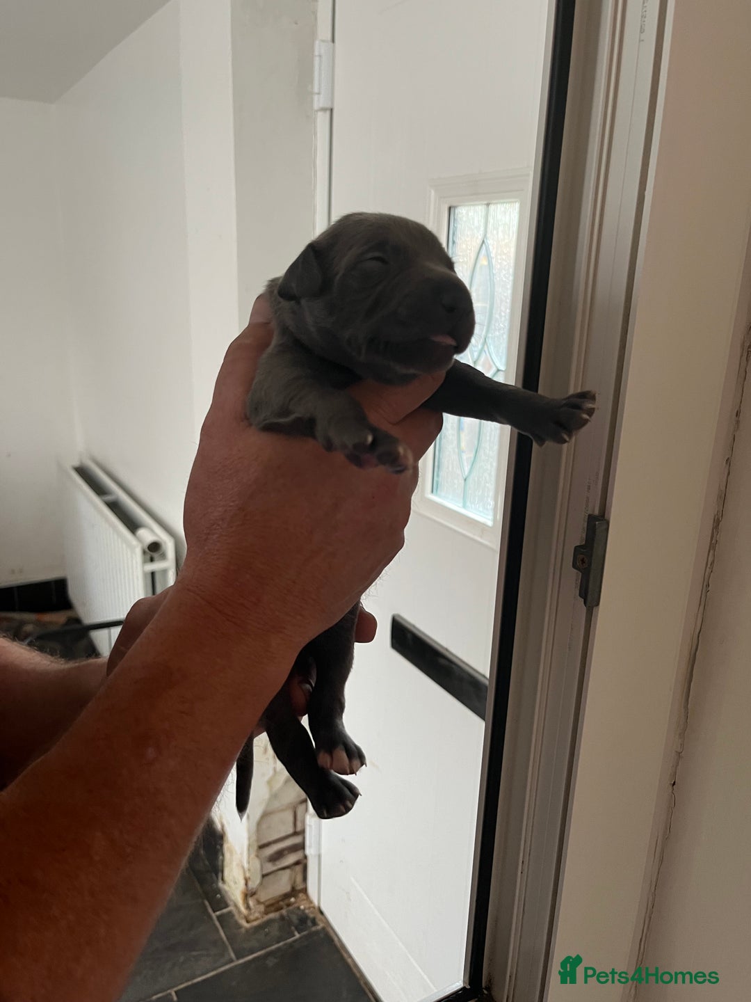 Whippet dogs for sale: KC registered Whippet pups - Image 6