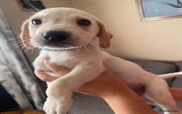 Labrador Retriever dogs for sale: Lovely Labrador puppies  - Image 6