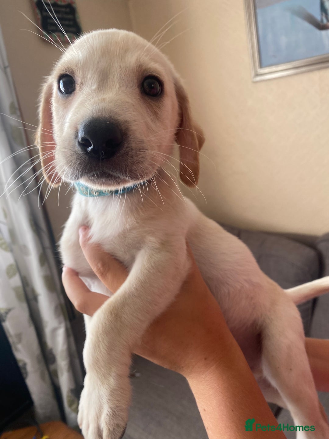 Labrador Retriever dogs for sale: Lovely Labrador puppies  - Image 6