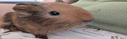 Guinea Pig rodents for sale: 4 week old male guinea pig needs to be rehomed in Aldershot - Advert 1