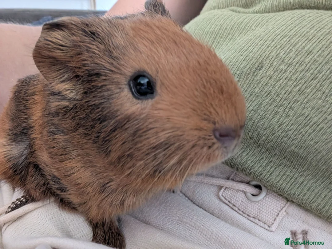 Guinea Pig rodents for sale: 4 week old male guinea pig needs to be rehomed in Aldershot - Advert 1