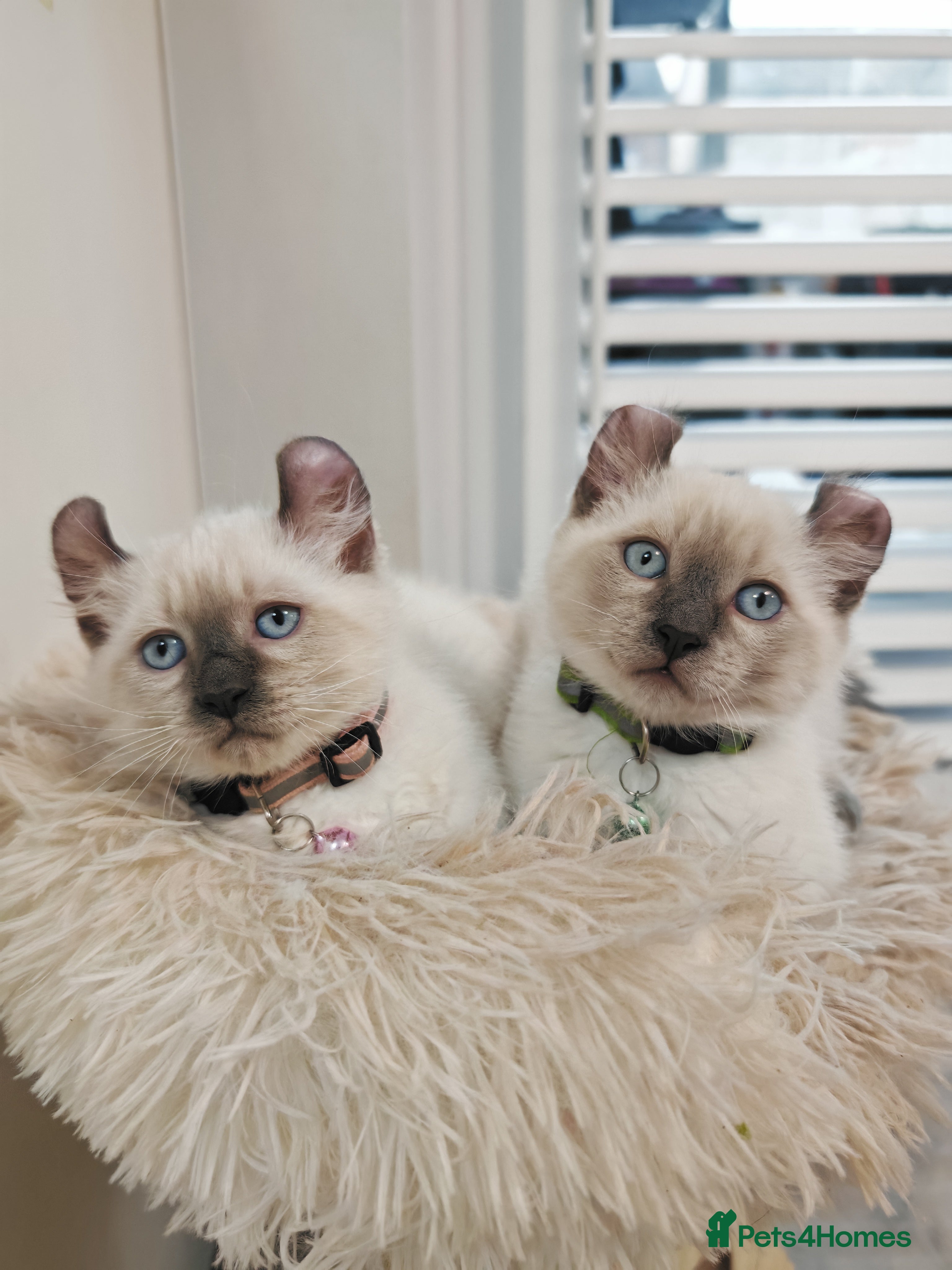 American Curl cats RARE, Unique, Affectionate American Curl Kittens!  - Advert 17