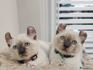 American Curl cats RARE, Unique, Affectionate American Curl Kittens! - Advert 17