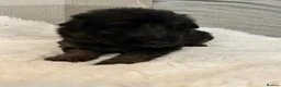 German Shepherd dogs for sale: Kc German Shepard long haired  - Advert 21