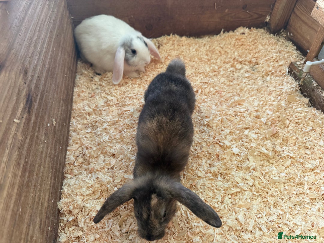 Mini Lop rabbits for sale: Mini lop babies - Image 5