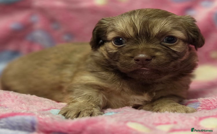 Shih Tzu dogs Last  stunning shihtzu - Advert 6