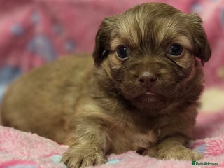 Shih Tzu dogs Last stunning shihtzu - Advert 4