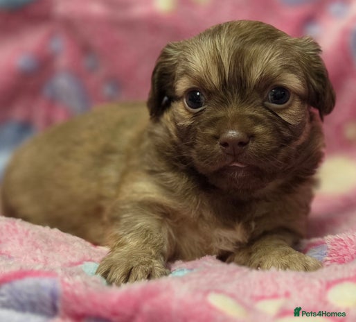 Shih Tzu dogs Last stunning shihtzu - Advert 1