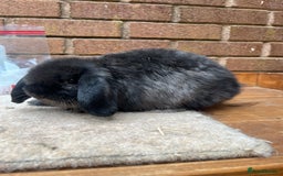 Mini Lop rabbits for sale: 1 x sable mini lop boy - Image 1