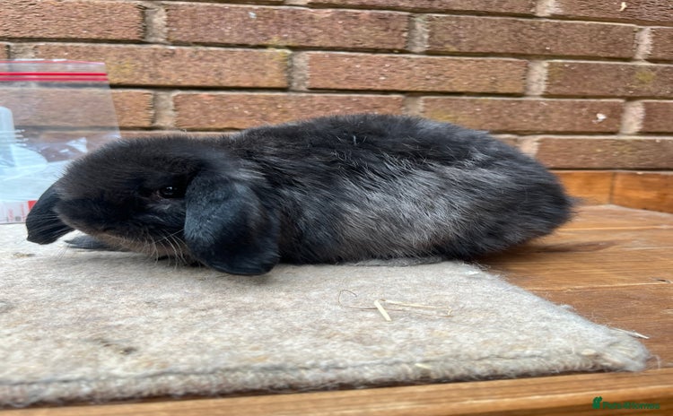 Mini Lop rabbits - Advert 8