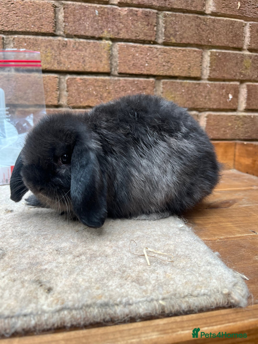 Mini Lop rabbits for sale: 1 x sable mini lop boy - Image 1
