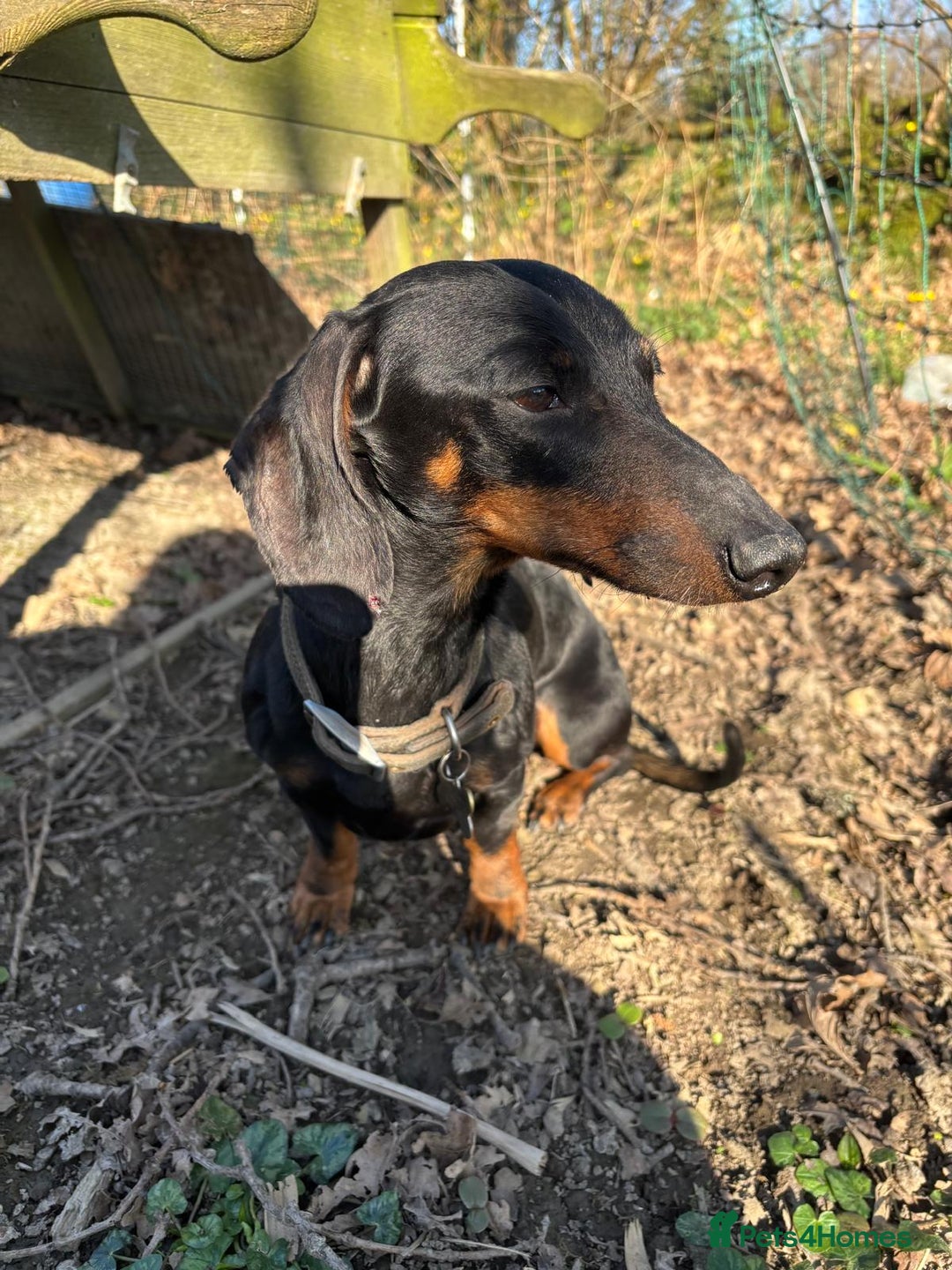 Dachshund dogs for sale: Luna the Dachshund for rehoming - Advert 2