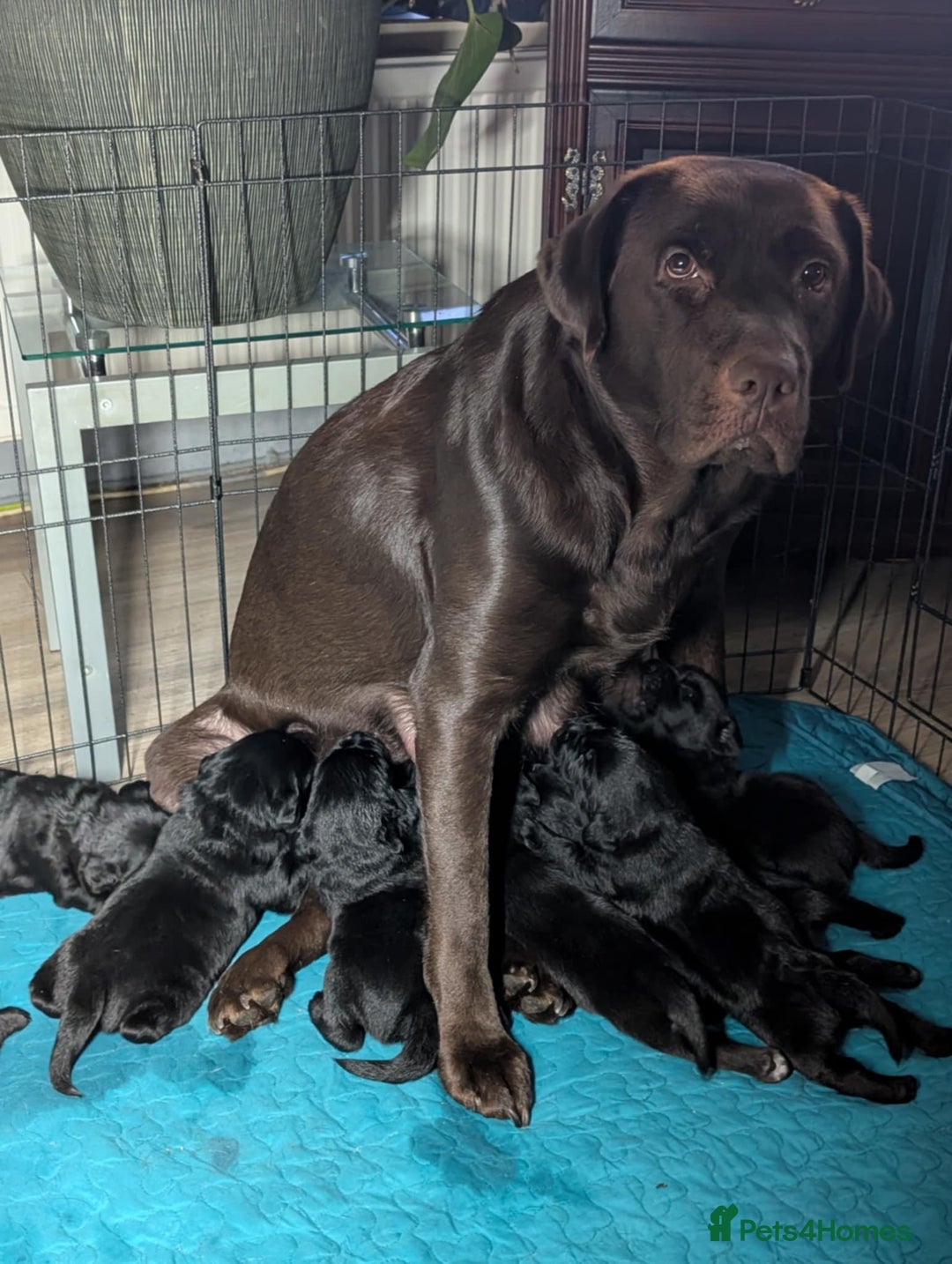 Labrador Retriever dogs for sale: black Labrador Retriever puppies  - Advert 4