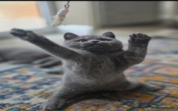 British Shorthair cats for sale: LAST CHUNKY BOY Cute Bristish Short Hair Kittens  - Image 9