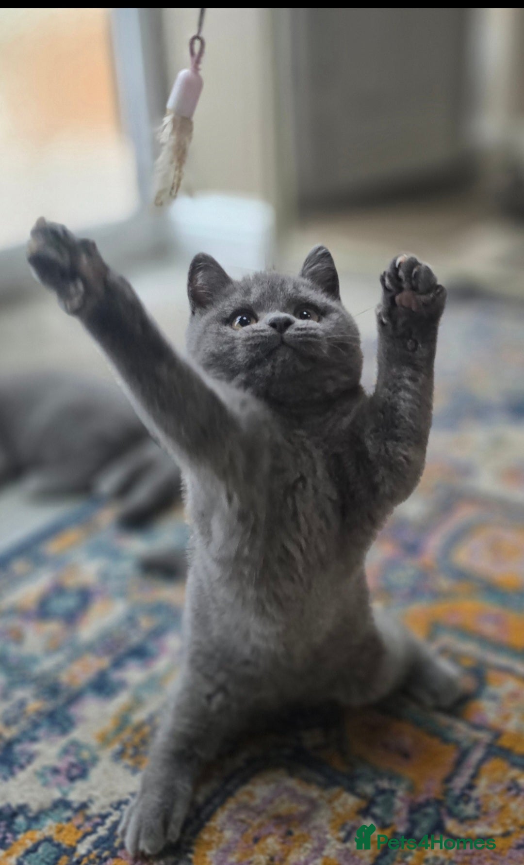 British Shorthair cats for sale: LAST CHUNKY BOY Cute Bristish Short Hair Kittens  - Image 9