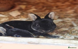 Rex rabbits for sale: Mini Rex Buck - Image 11