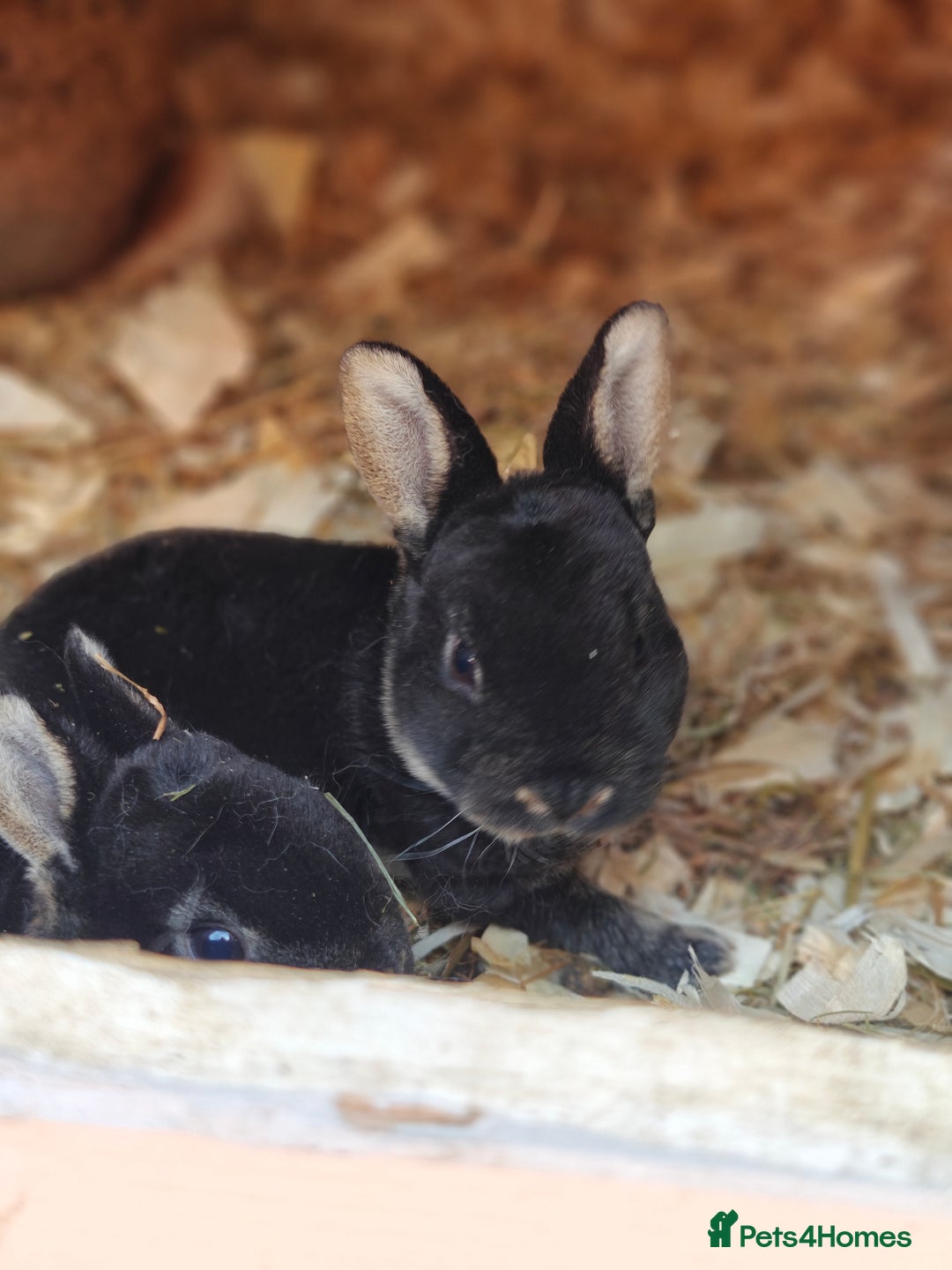 Rex rabbits for sale: Mini Rex Buck - Image 11