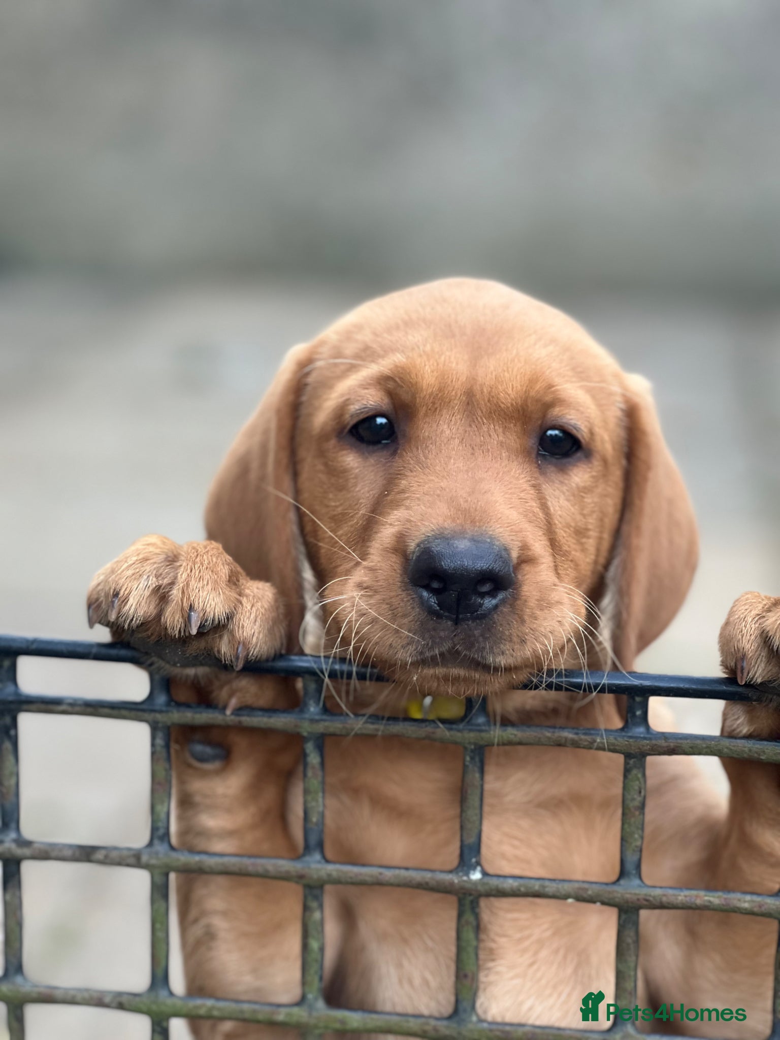 Labrador Retriever dogs for sale: Stunning Fox Red Labrador pups for sale - Advert 1