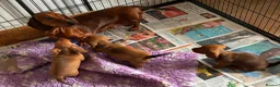 Miniature Dachshund dogs for sale: K.C registered Miniature Dachshund puppies - Advert 2