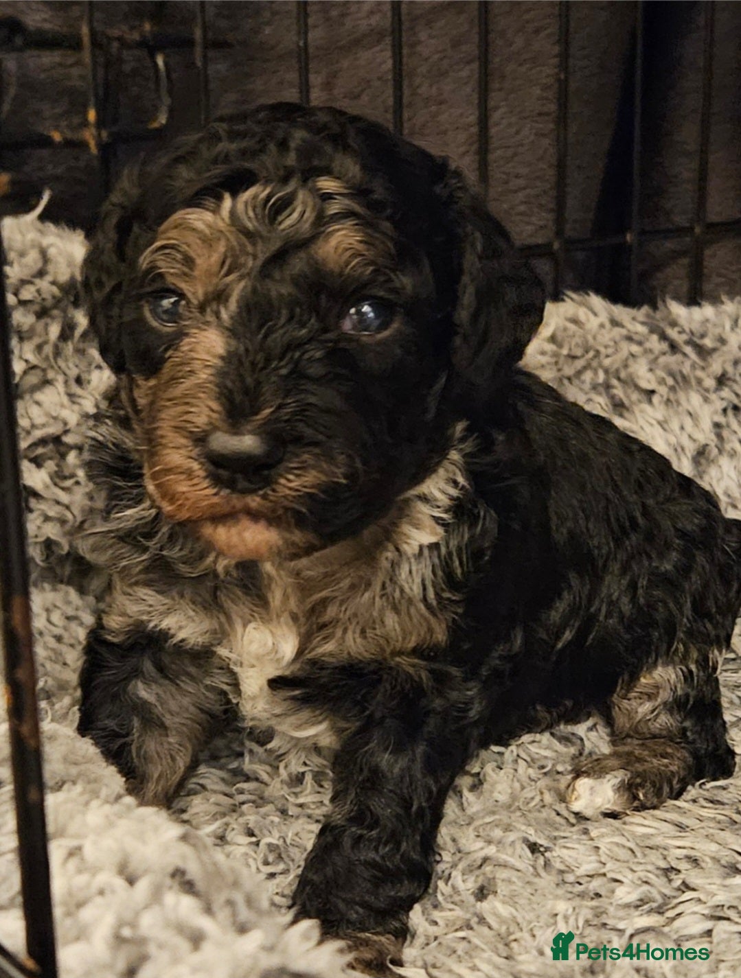 Cockapoo dogs  F1b Rare cockerpoos  - Advert 6