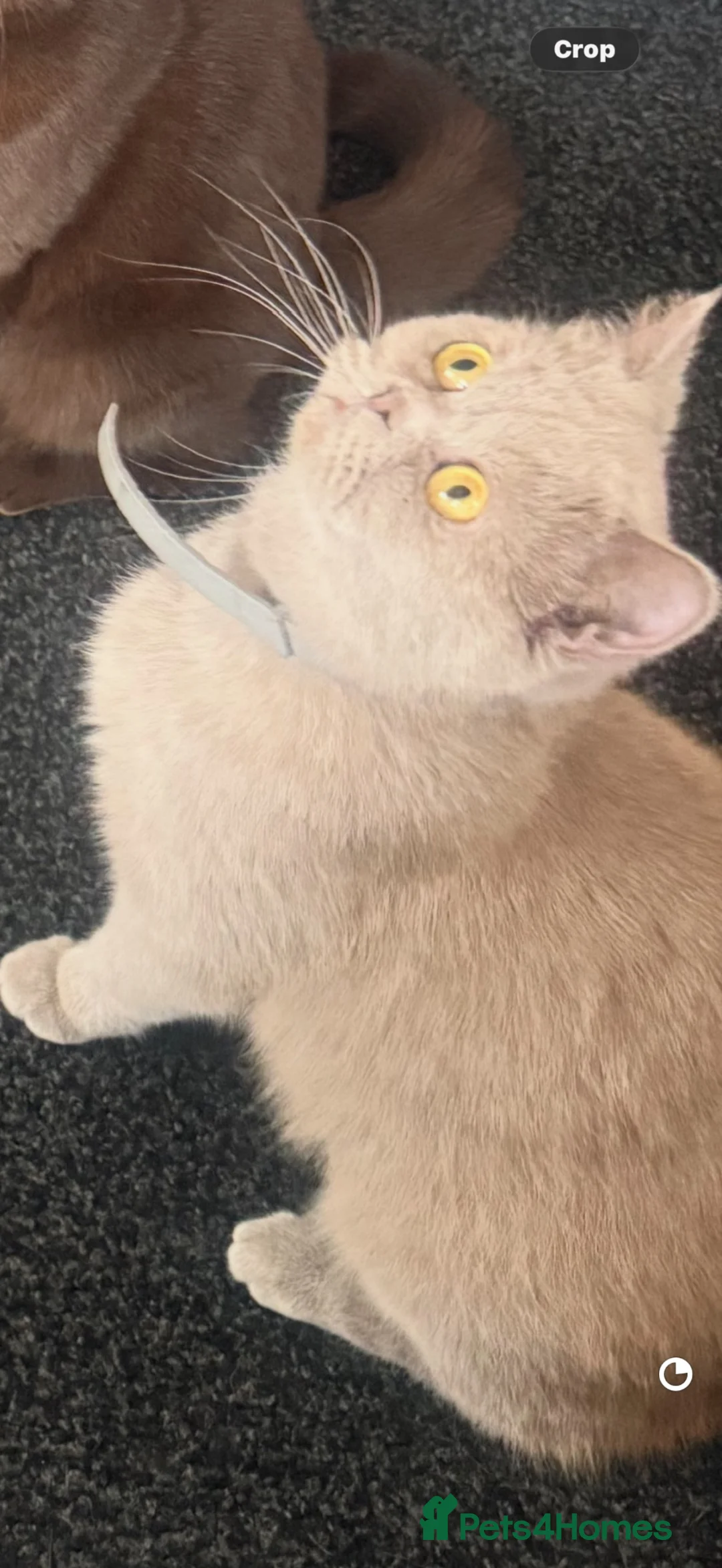British Shorthair cats for sale: British shorthair  - Advert 2