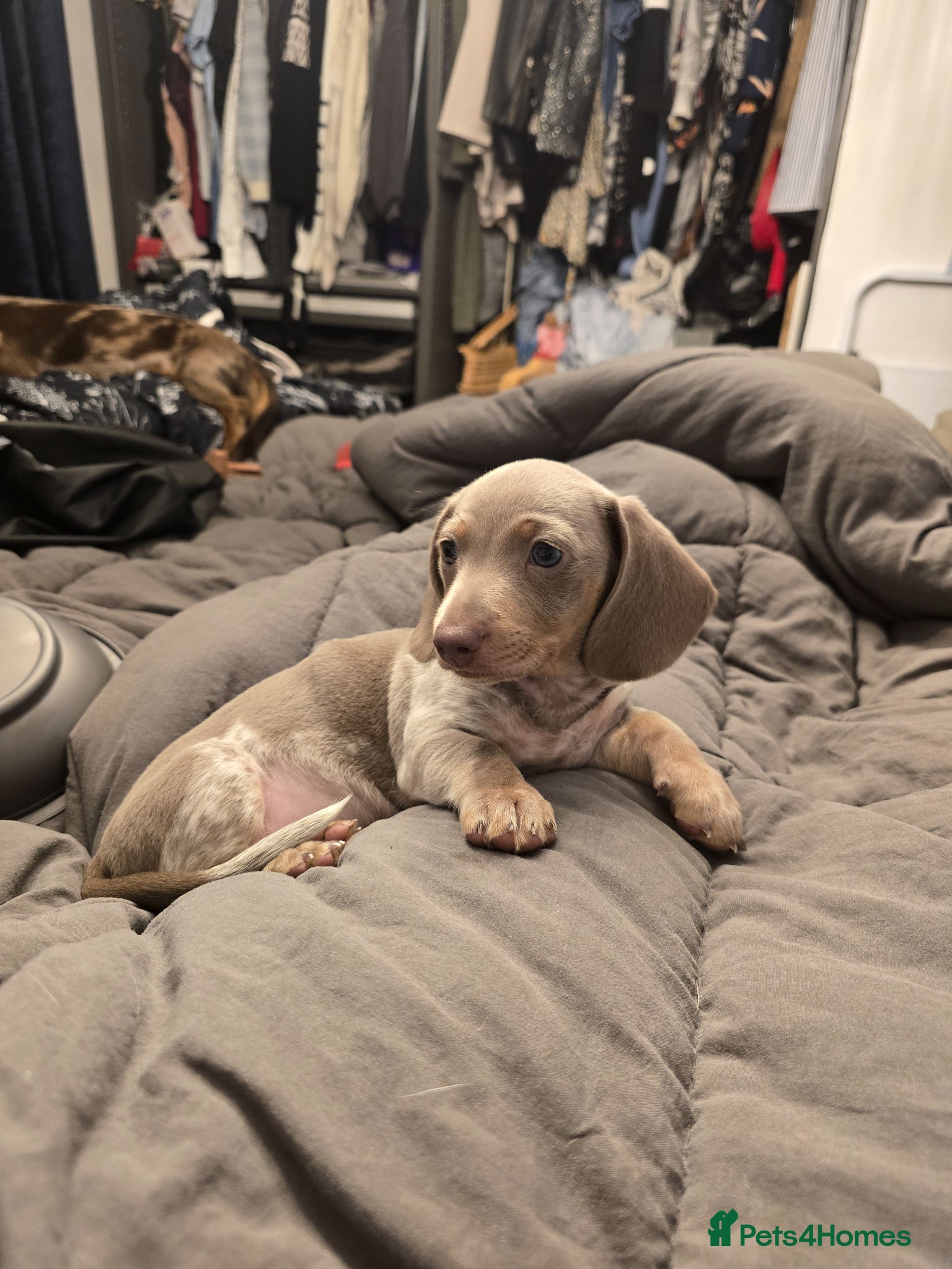 Miniature Dachshund dogs REDUCED LAST ONE Stunning miniature dachshund - Advert 14